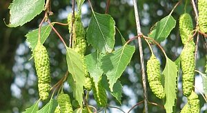 Közönséges nyír (Betula pendula)