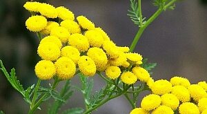 Gilisztaűző varádics (Tanacetum vulgare)