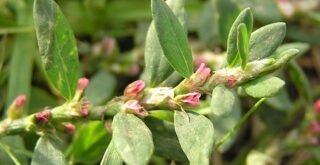 Madárkeserűfű (Polygonum aviculare)